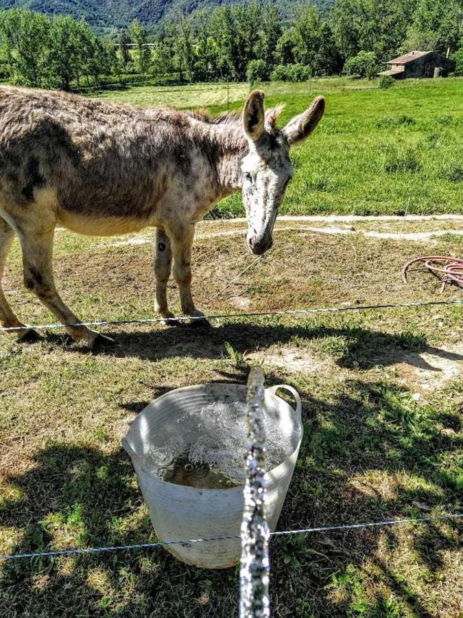 Mas Planella Casa Rural Mieres  Eksteriør bilde